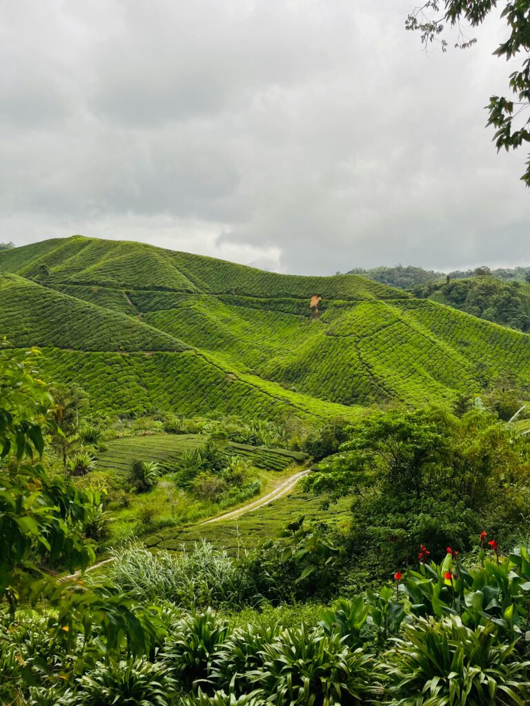 CameronHighlands2